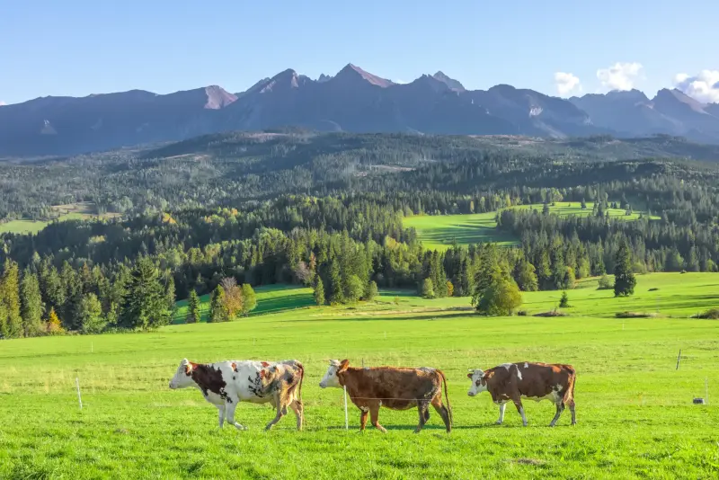Allgäu mit Hund