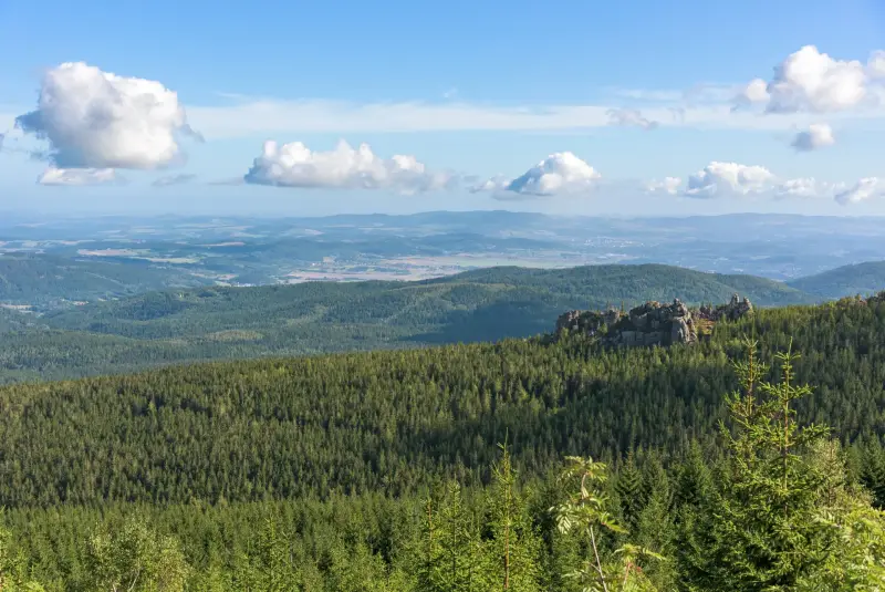 Bayerischer Wald mit Hund