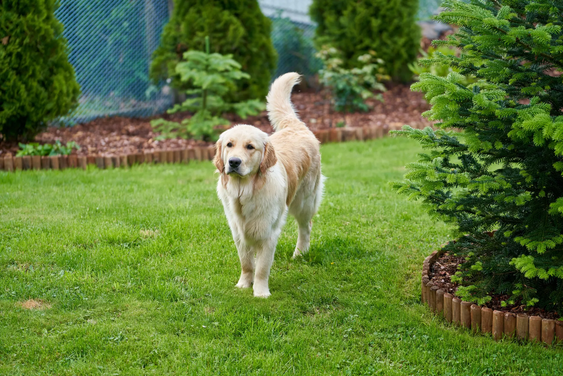 Hund in einem eingezäunten Garten