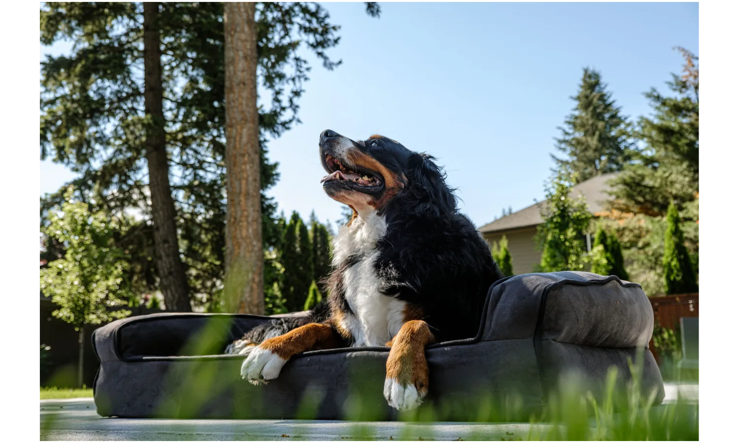 Urlaub mit Hund in einer hundefreundlichen Unterkunft