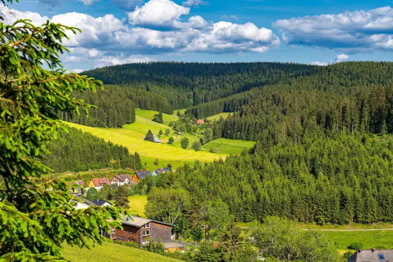 Schwarzwald mit Hund